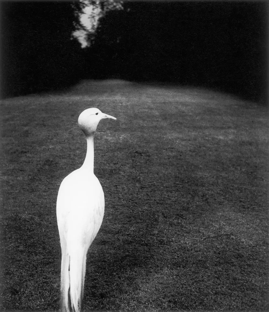 Evening in Kew Gardens by Bill Brandt